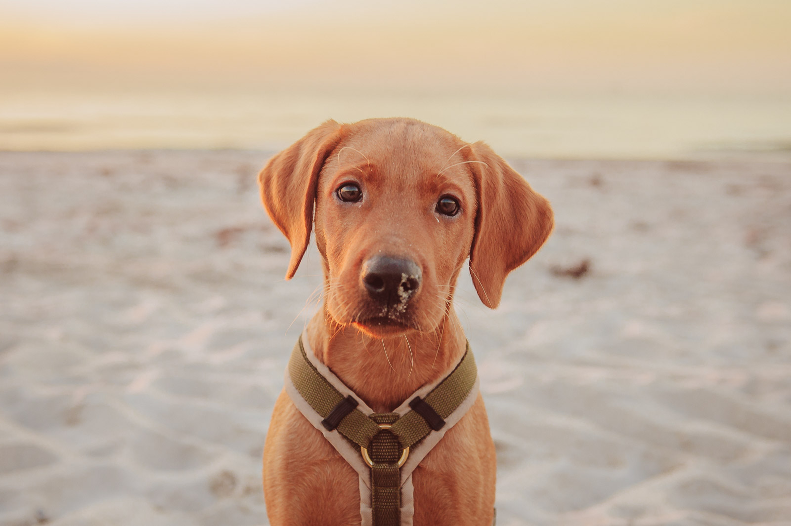 Hundefotograf-Rostock-Labrador-Welpe-Foxred-deine-Hundefotografin-7