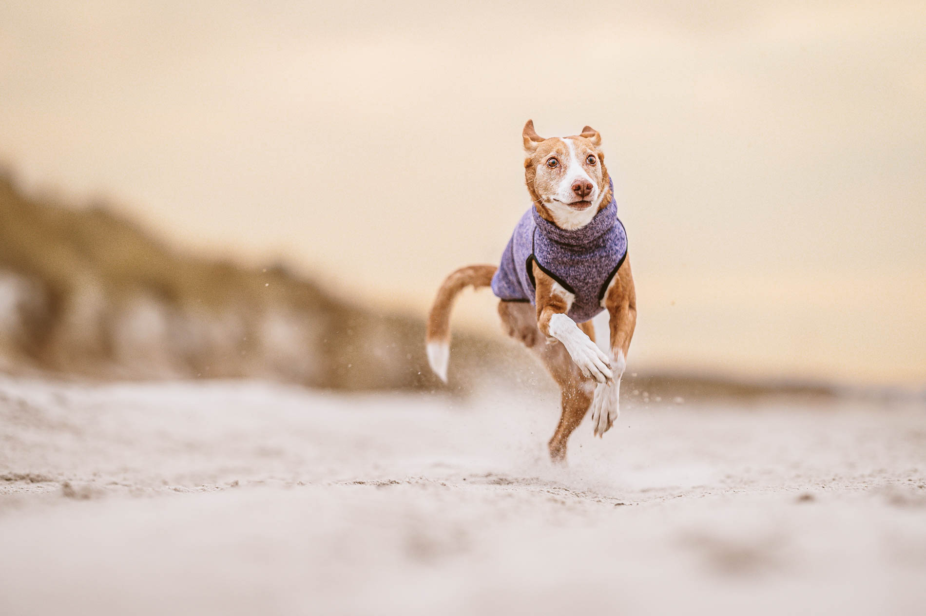 Dein Fotoshooting mit deinem Hund am Strand im Winter mit professionellem Hundefotograf
