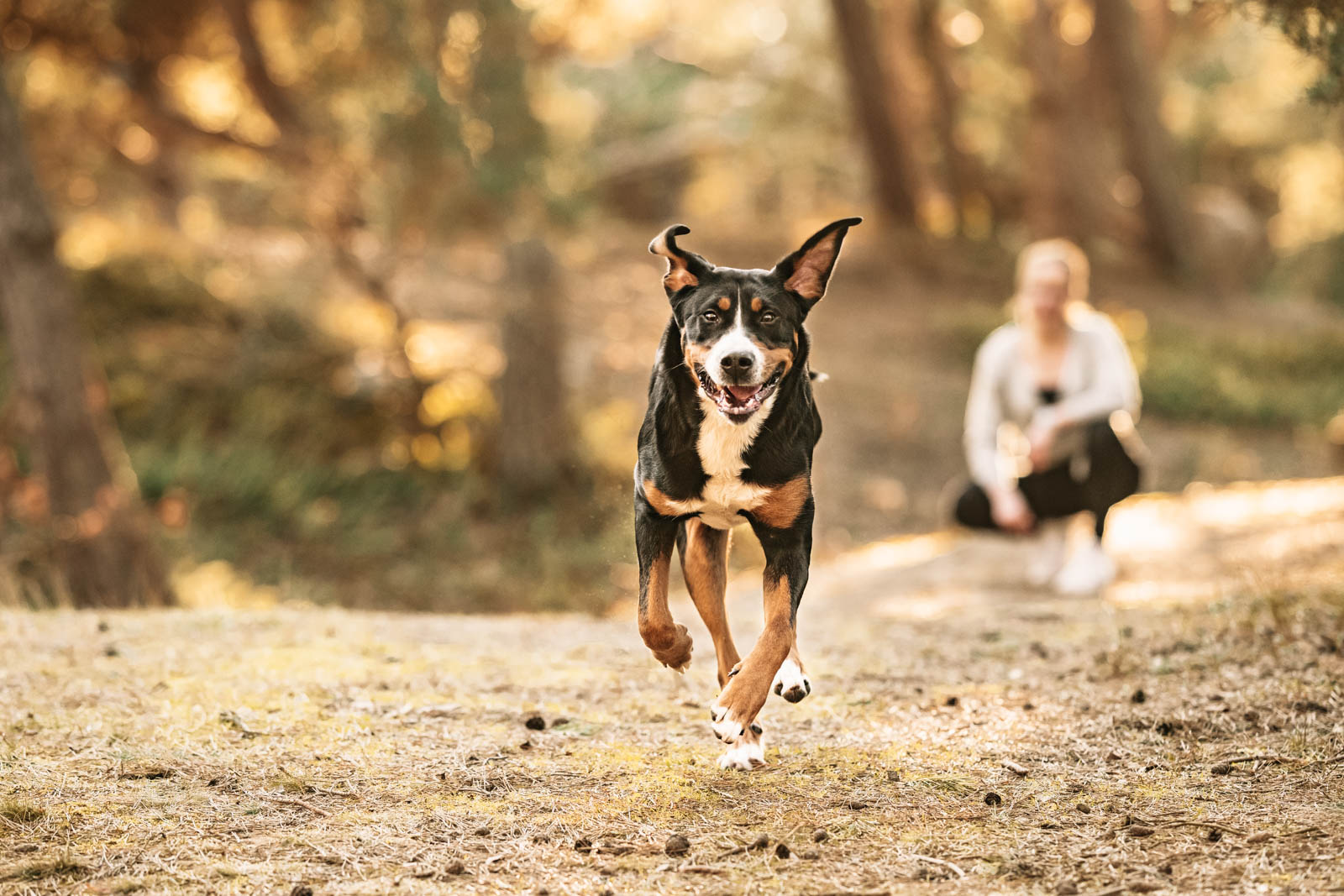 Fotoshooting mit Paar und Hund - Großer Schweizer Sennenhund | Hundefotograf Rostock | Tierfotograf
