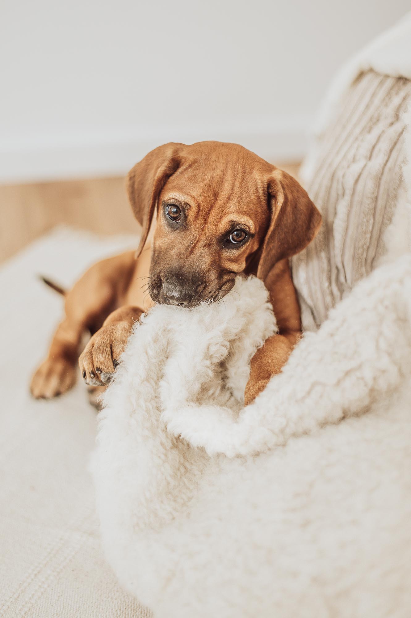 Beispielfotos 6 Fotoshooting im Studio mit Welpen - Rhodesian Ridgeback