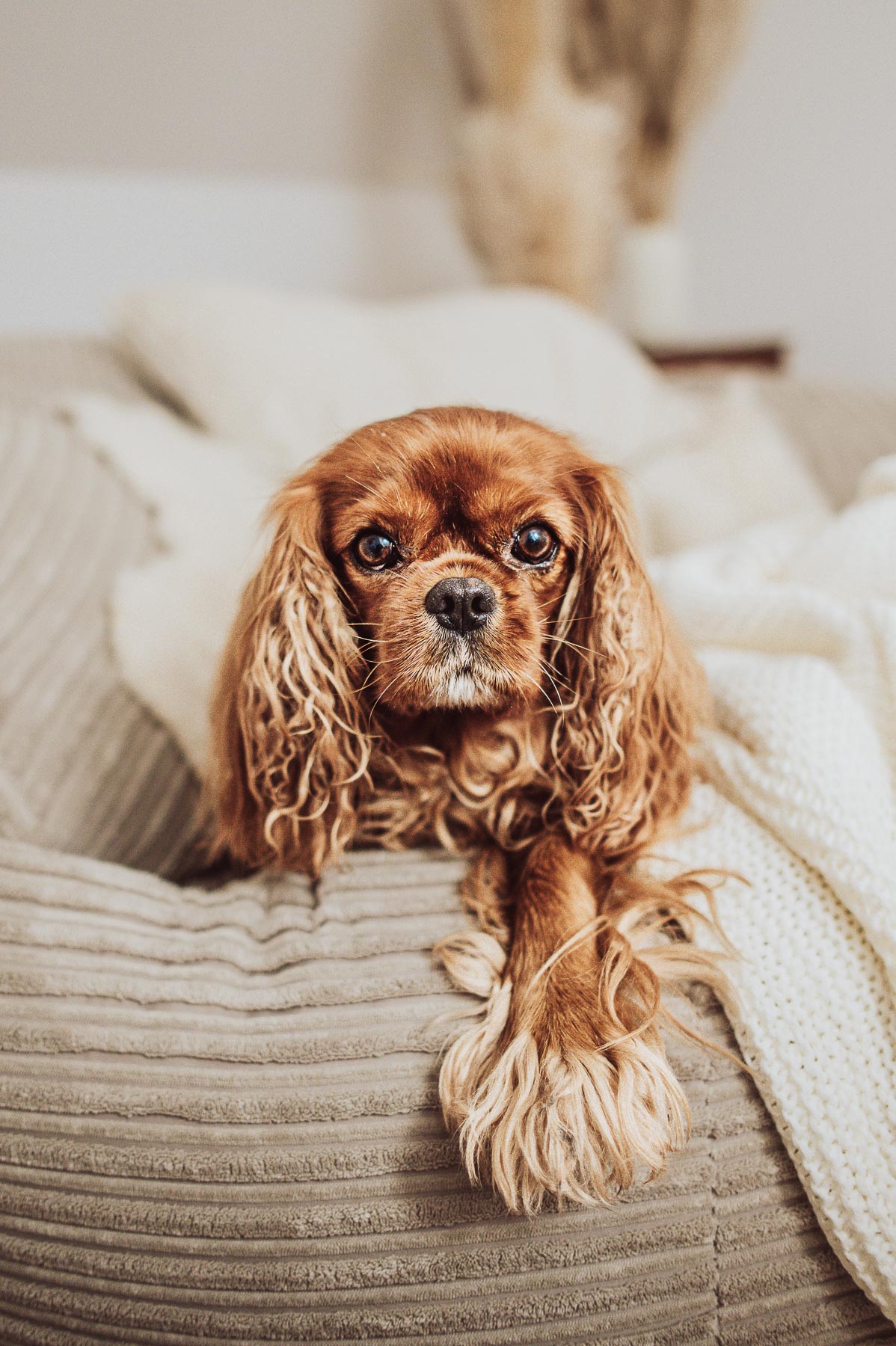 Cavalier King Charles Spaniel beim Studio Shooting – Hundefotografin Rostock