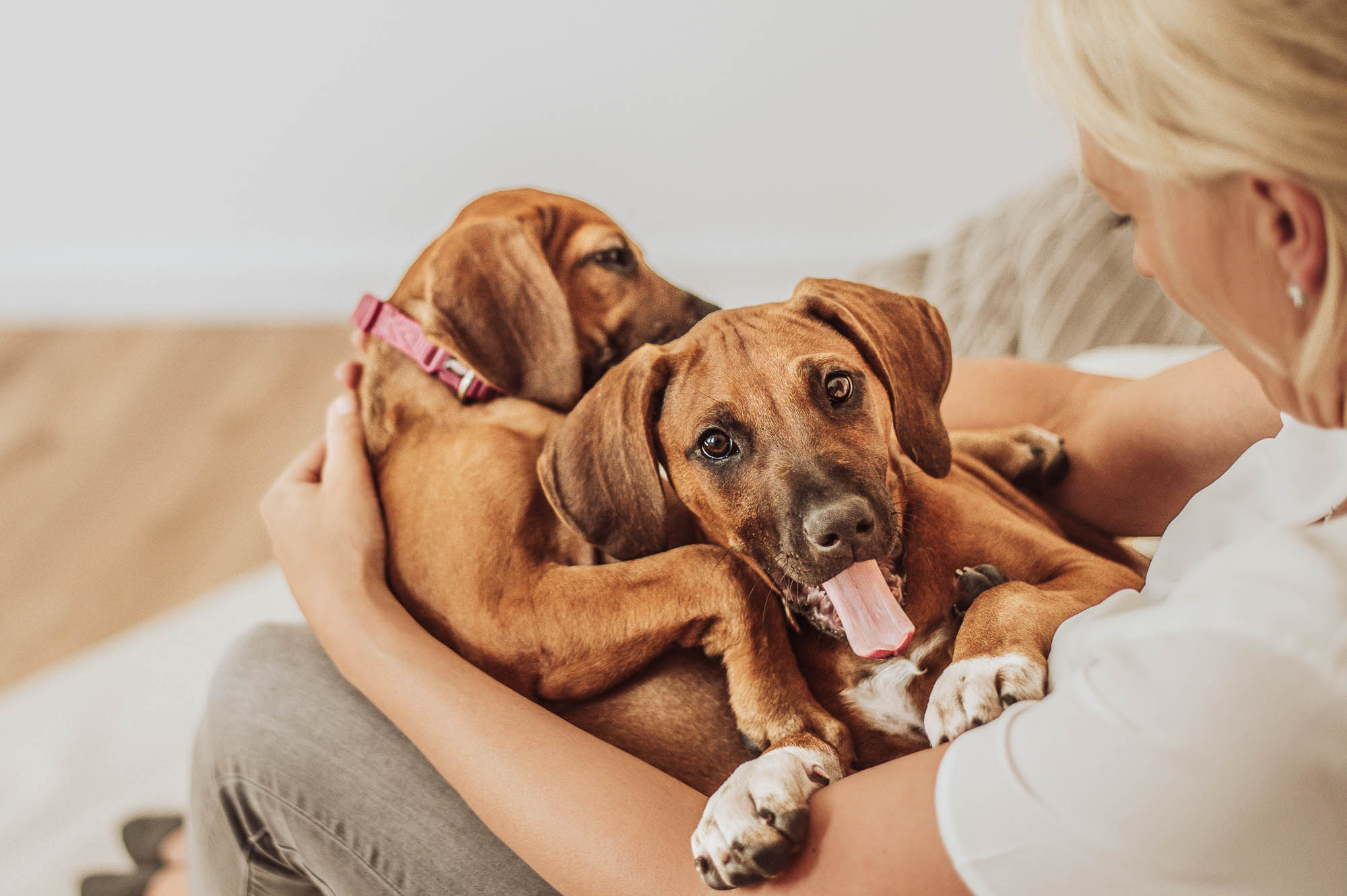 Beispielfotos Fotoshooting im Studio mit Welpen - Rhodesian Ridgeback