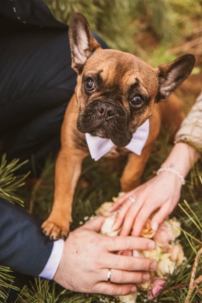 Beispielfotos 3 Hochzeit zu Zweit mit Hund - Hochzeitsfotografin