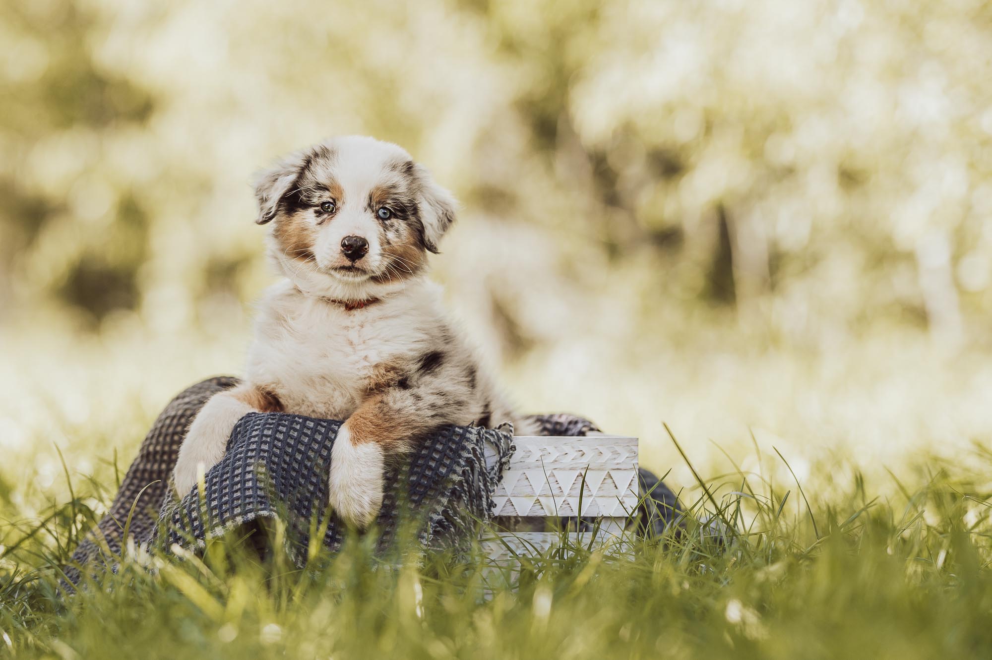 Deine Hundefotografin für Züchter - Welpen & Wurfbegleitungen in Rostock