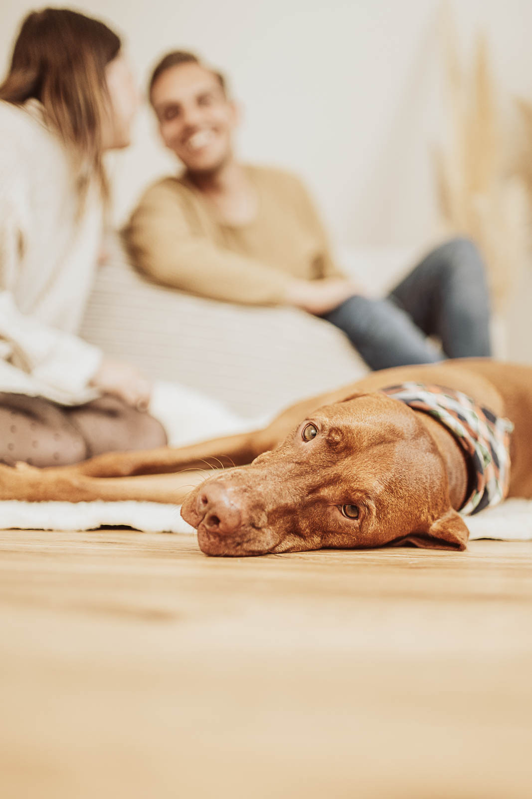 Beispielfotos Fotostudio Rostock - Hundefotograf mit Tageslichtstudio - Viszla Alfons