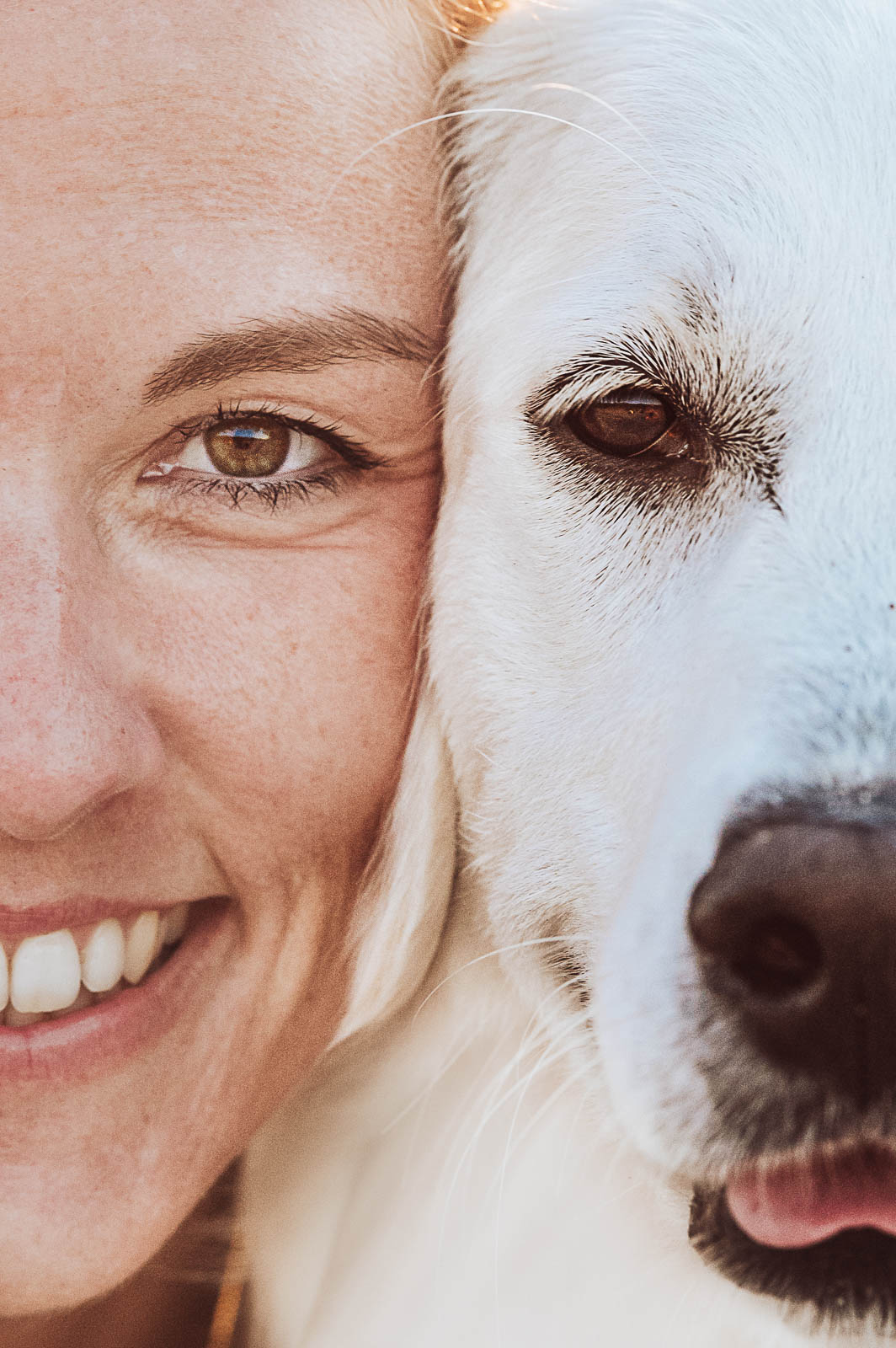 Sommerliches Fotoshooting mit Golden Retriever Junghund Rostock | Hundefotografin