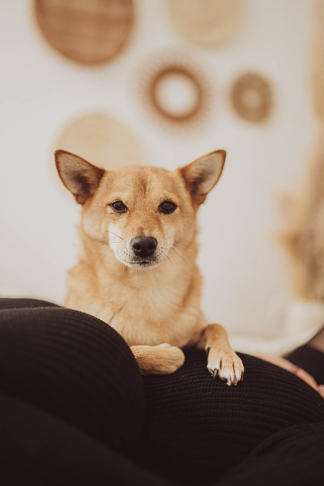 Beispielfotos Fotoshooting Babybauch mit Hund | Hundefotograf Tageslicht-Fotostudio Rostock
