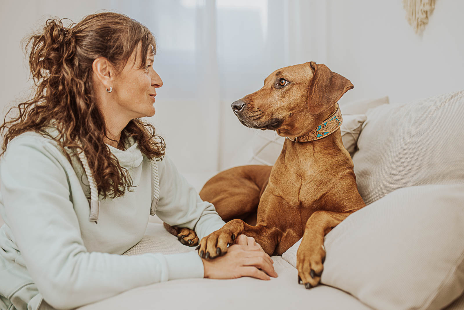Fotoshooting im Fotostudio bei Rostock mit Rhodesian Ridgeback | Hundefotograf