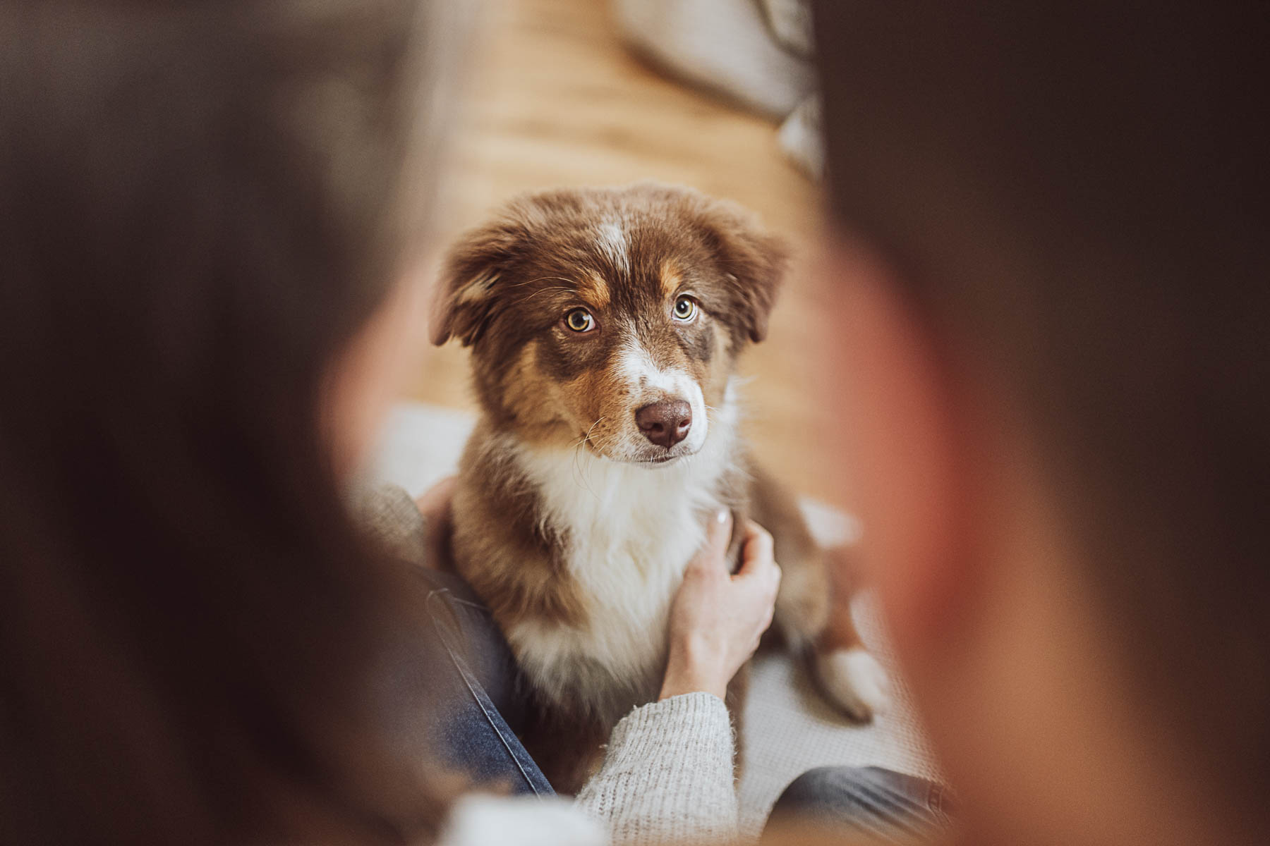 Fotoshooting mit Welpe - Welpenfotoshooting Rostock - Tageslichtstudio