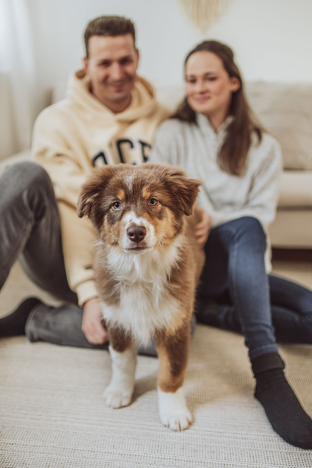 Fotoshooting mit Welpe - Welpenfotoshooting Rostock - Tageslichtstudio