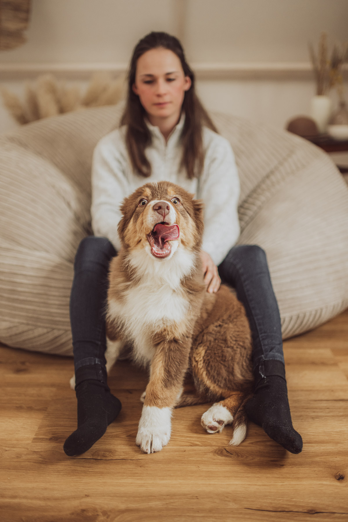 Aussie Welpe bei Hundefotoshooting im Fotostudio Rostock