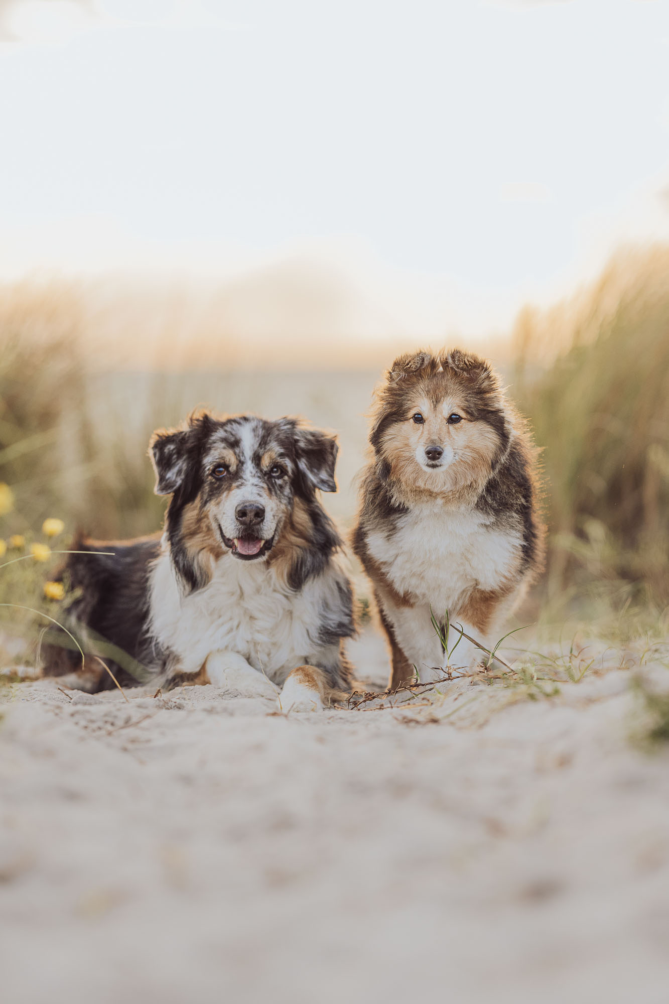 Australian Shepherd und Sheltie am Strand beim Fotoshooting