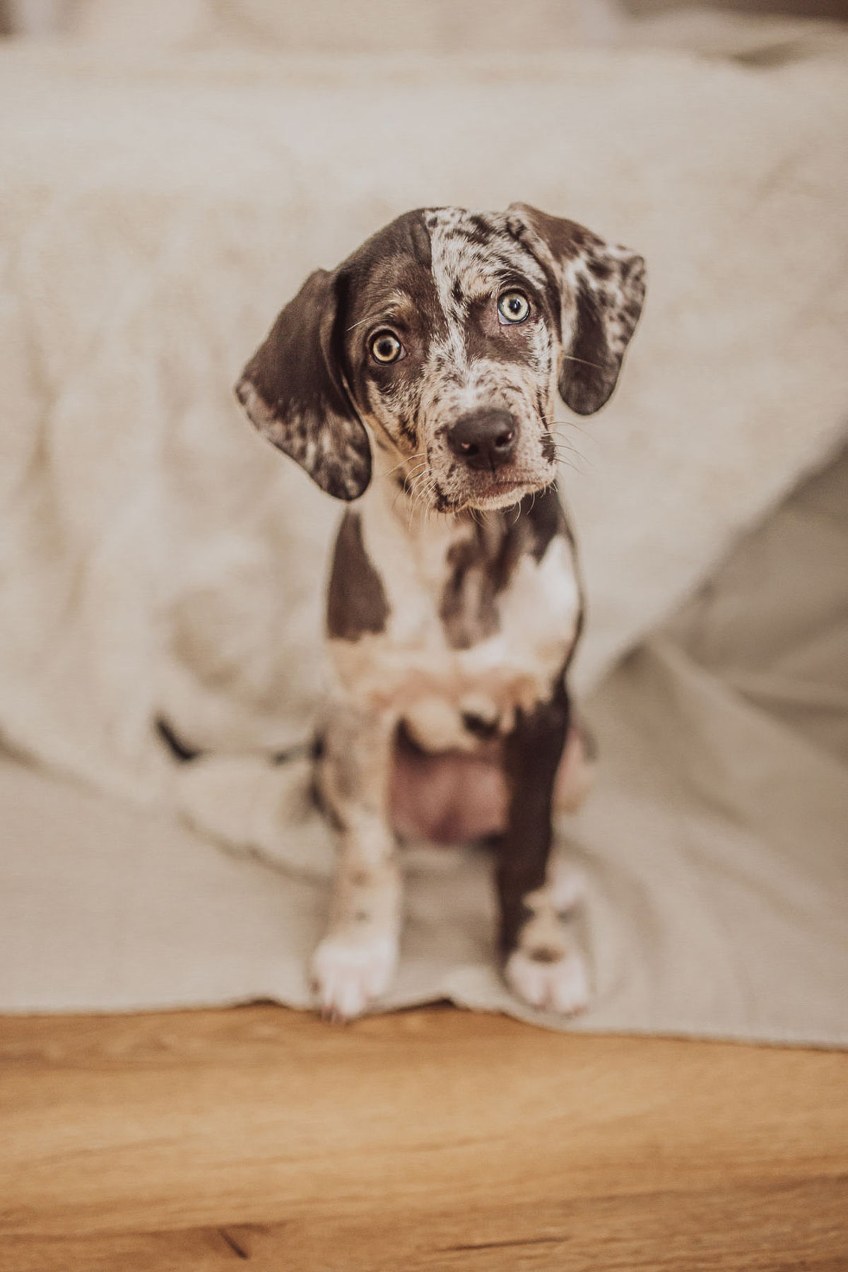 Beispielfotos Catahoula Welpe beim Fotoshooting