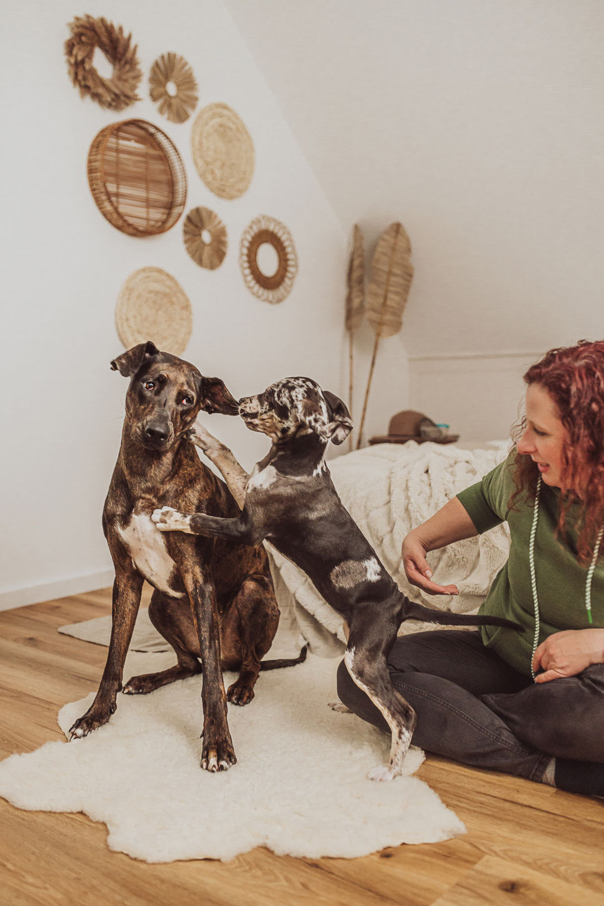 Catahoula-Welpe beim ersten Welpen-Foto-Shooting mit Frauchen