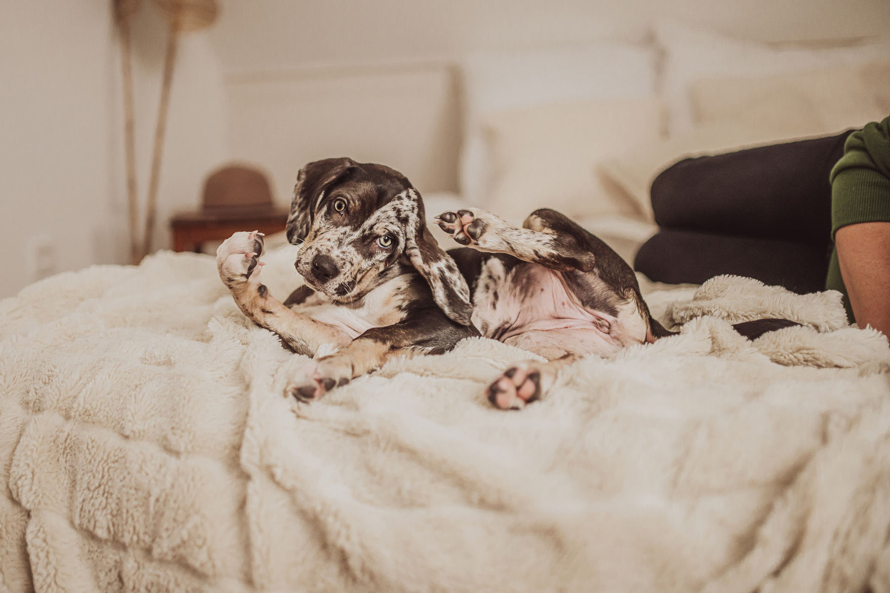 Beispielfotos 1 Catahoula-Welpe beim ersten Welpen-Foto-Shooting