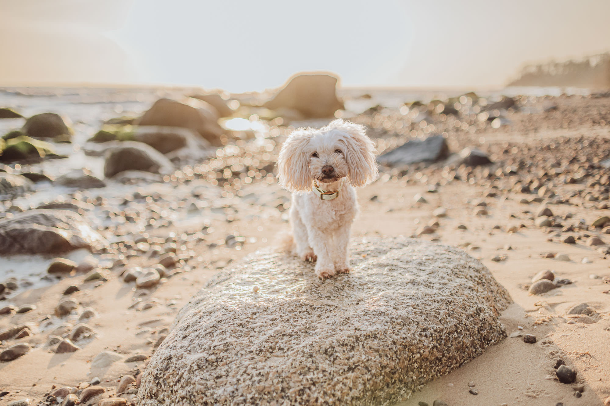 Fotoshooting mit Malteser auf der Insel Rügen