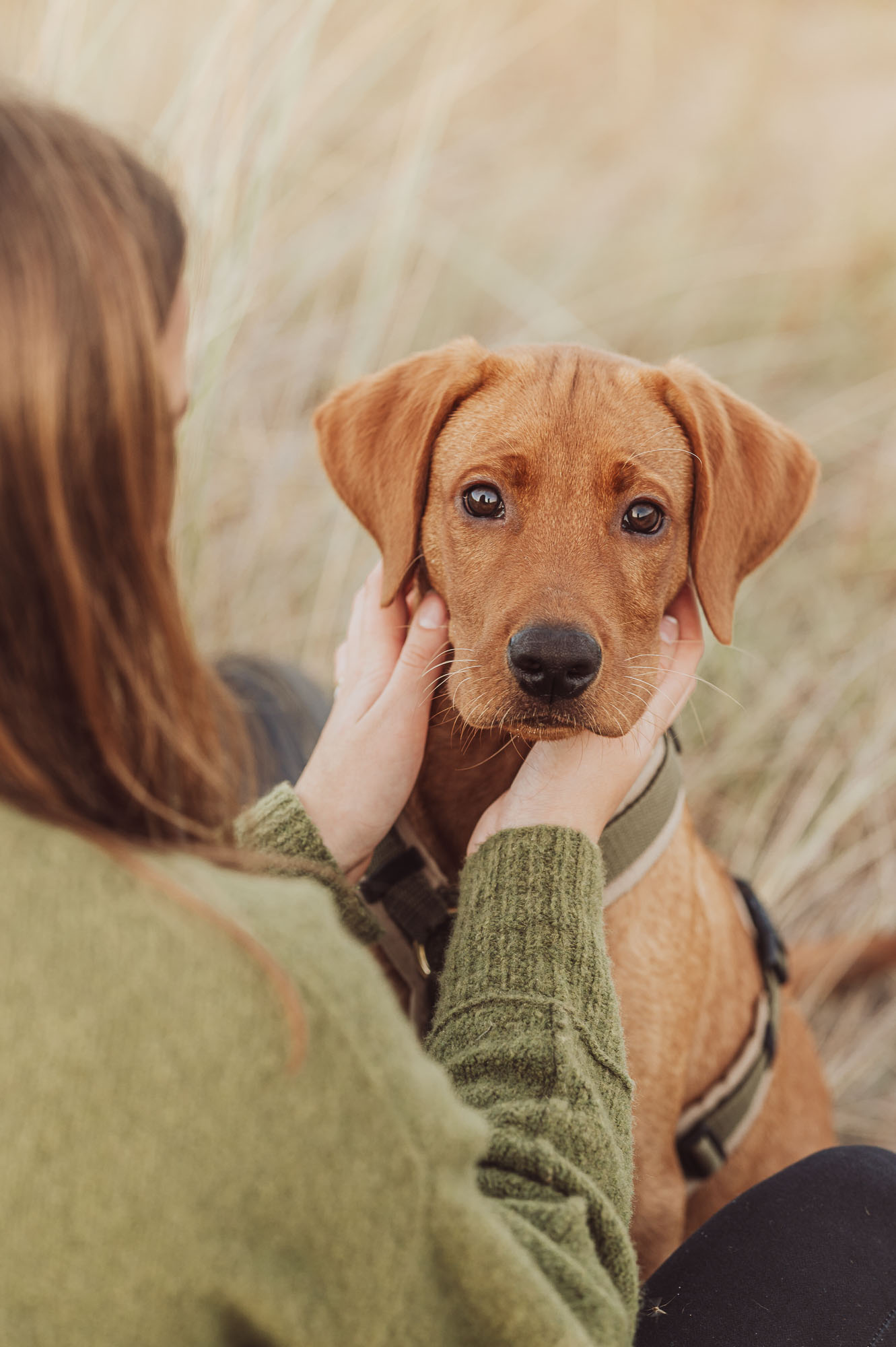 Beispielfotos Hundeshooting am Strand an der Ostsee in Rostock