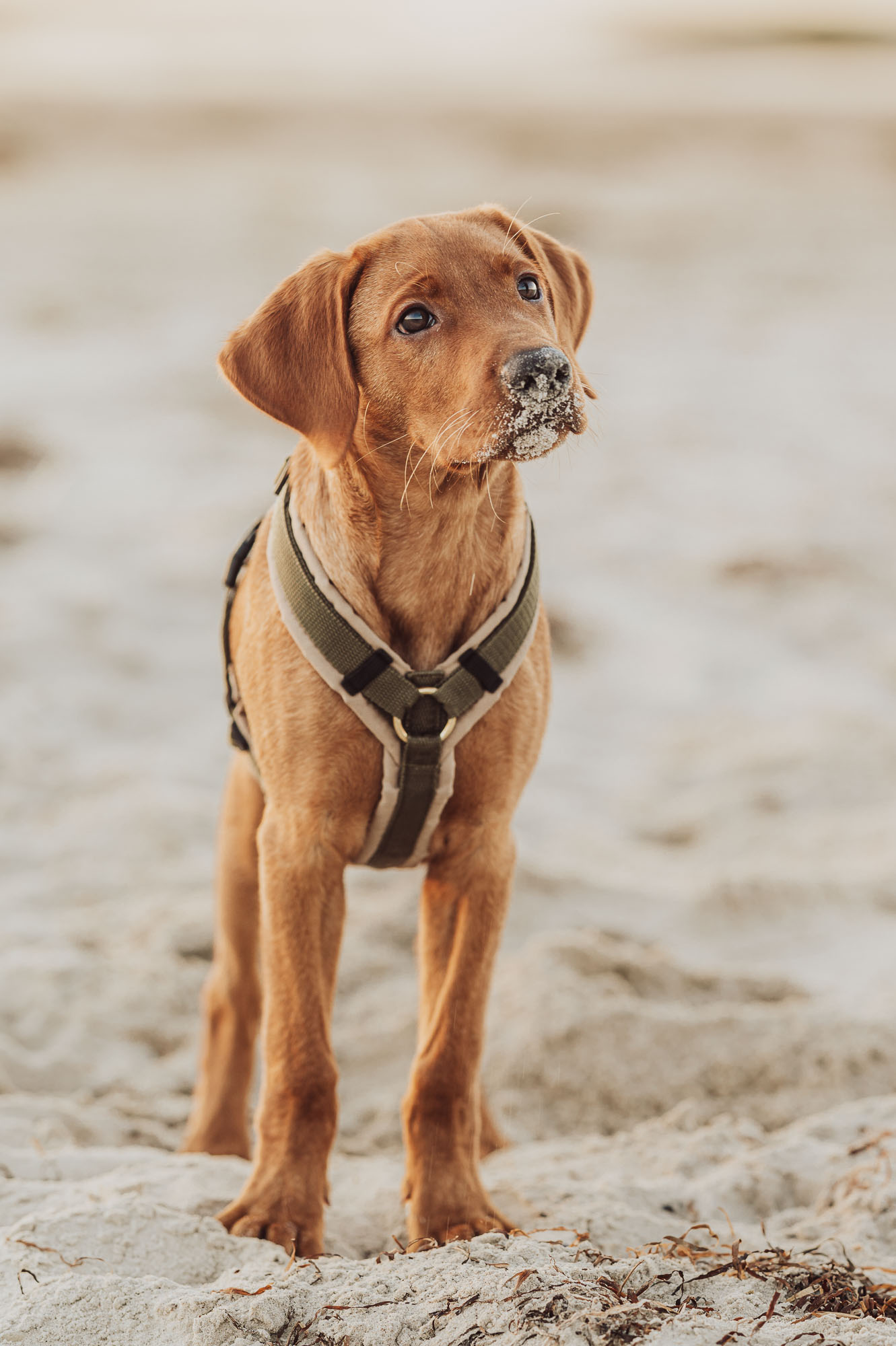 Hundeshooting Labrador am Strand an der Ostsee in Rostock