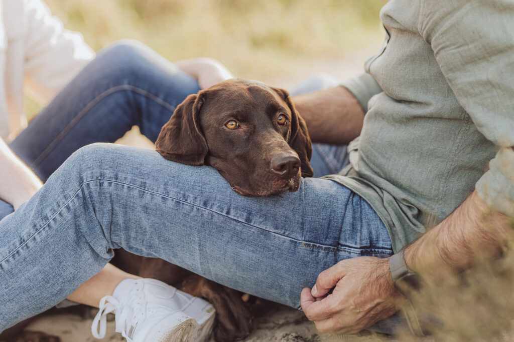 Fotoshooting mit Hund in den Boberger Dünen bei Hamburg