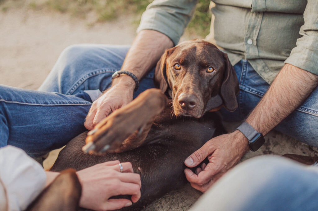 Fotoshooting mit Hund in den Boberger Dünen bei Hamburg