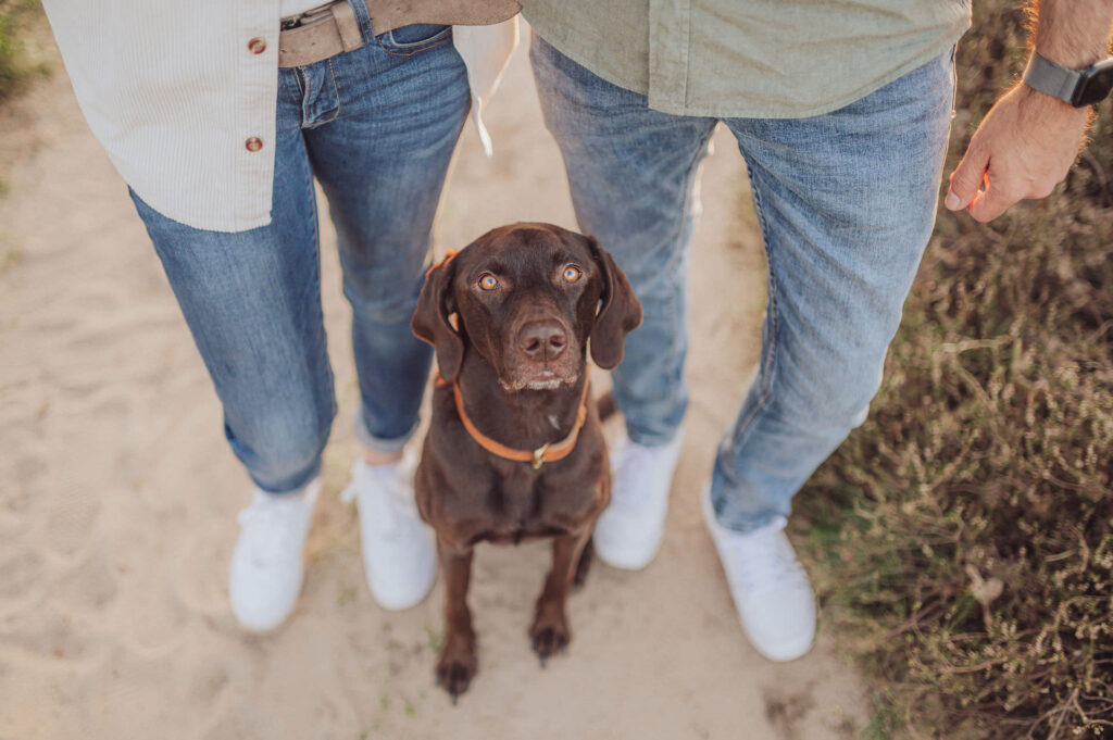 Fotoshooting mit Hund in den Boberger Dünen bei Hamburg