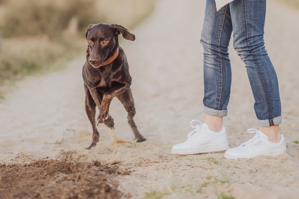 Fotoshooting mit Hund in den Boberger Dünen bei Hamburg