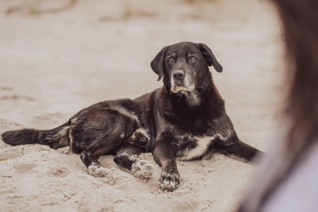 Regenbogen-Shooting mit Hundesenior am Ostseestrand