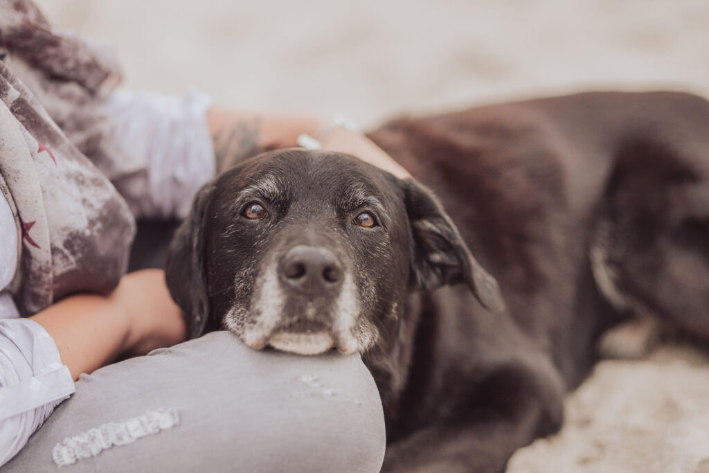 Regenbogen-Shooting mit Hundesenior am Ostseestrand