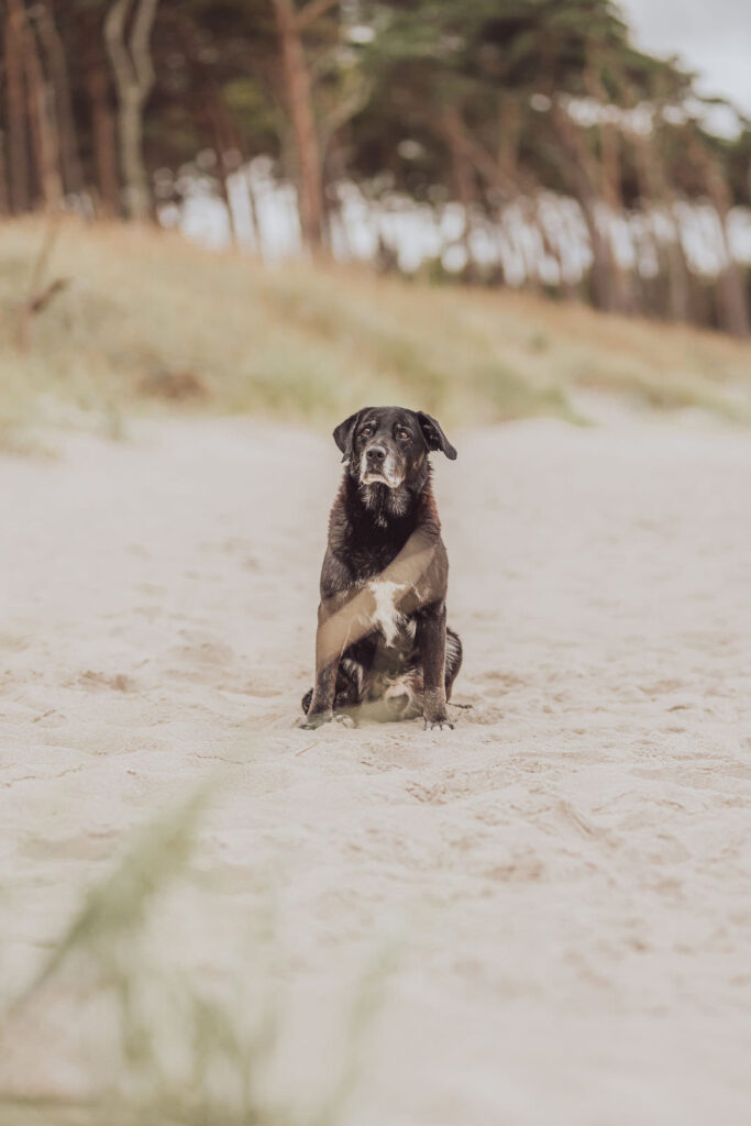 Regenbogen-Shooting mit Hundesenior am Ostseestrand