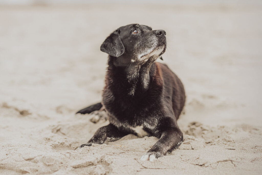 Regenbogen-Shooting mit Hundesenior am Ostseestrand