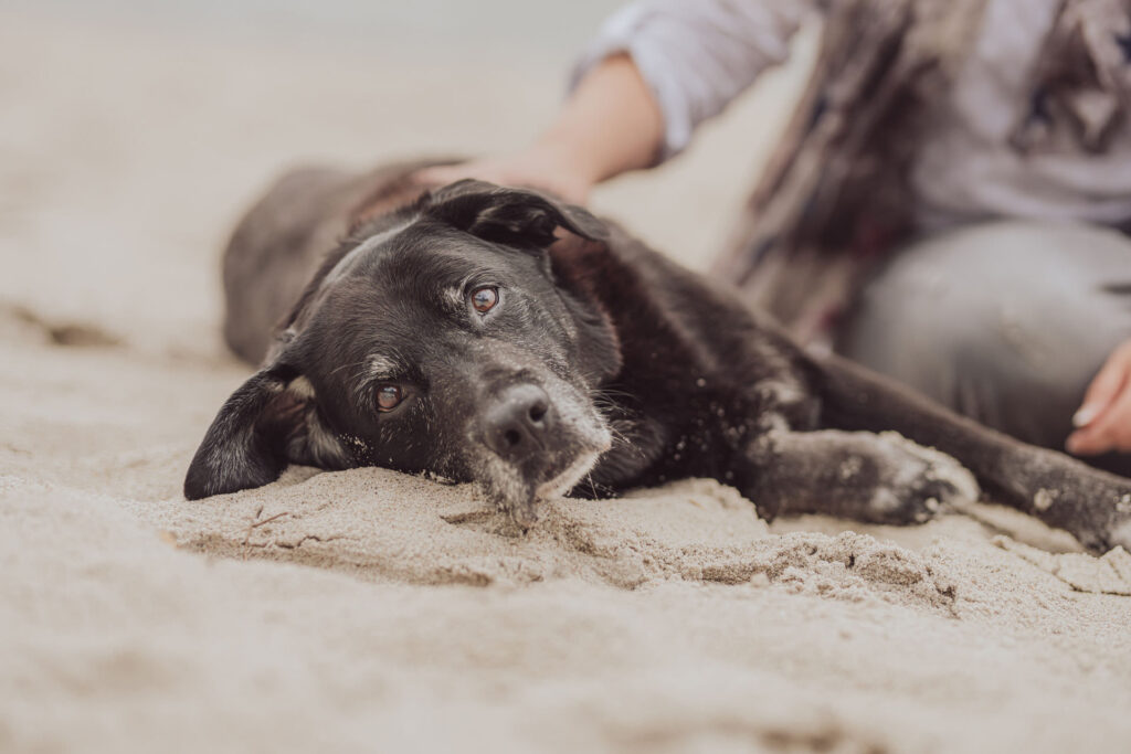 Regenbogen-Shooting mit Hundesenior am Ostseestrand