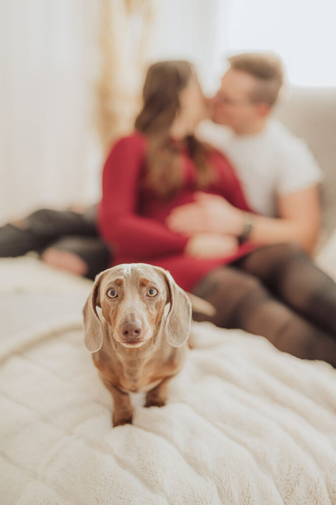 Babybauch Shooting mit Hund im Fotostudio Rostock