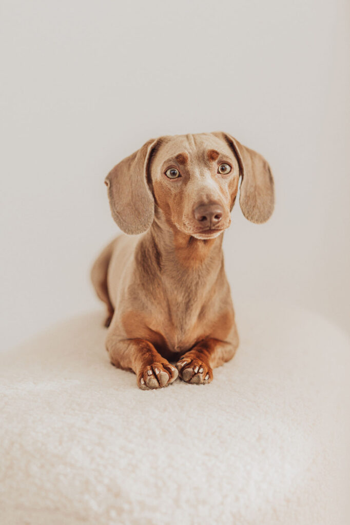 Fotoshooting mit Hund und Babybauch in Rostock