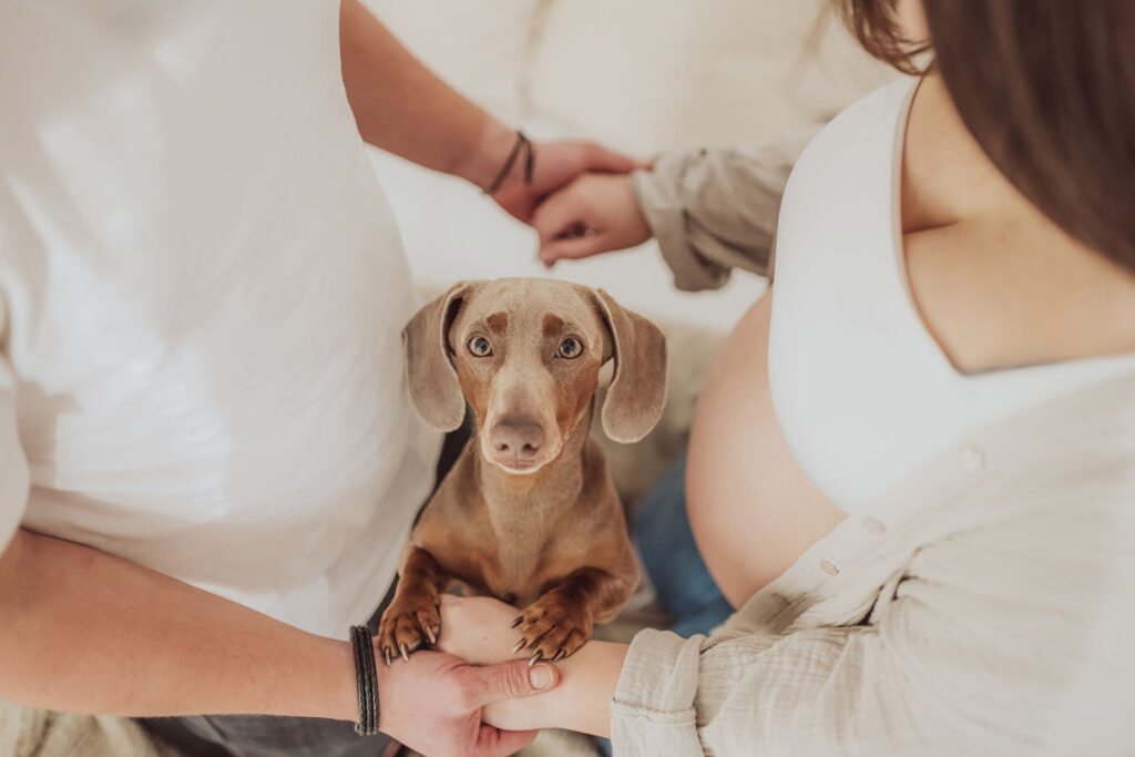 Babybauch Shooting mit Hund im Fotostudio Rostock