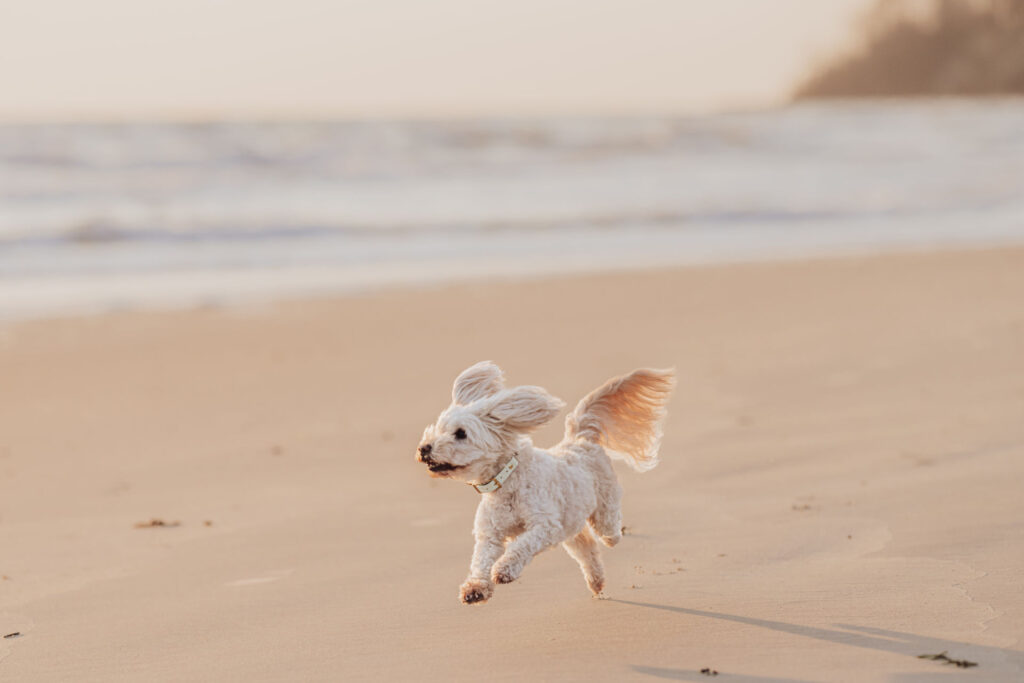 Fotos mit Hund am Strand der Ostsee
