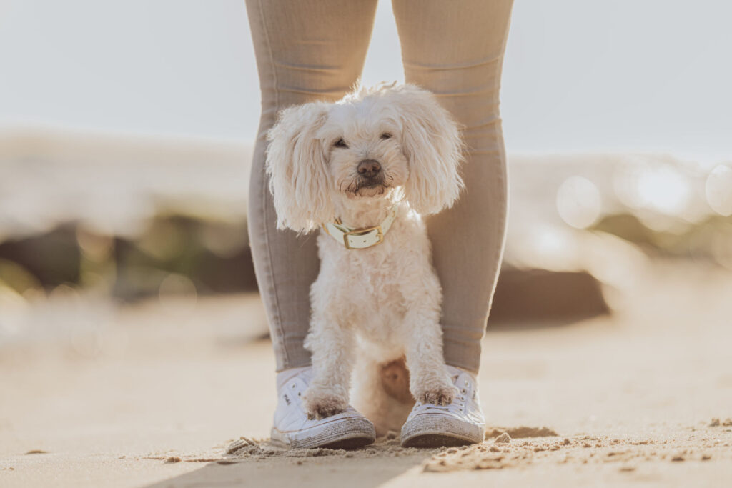 Fotoshooting mit Hund auf der Insel Rügen