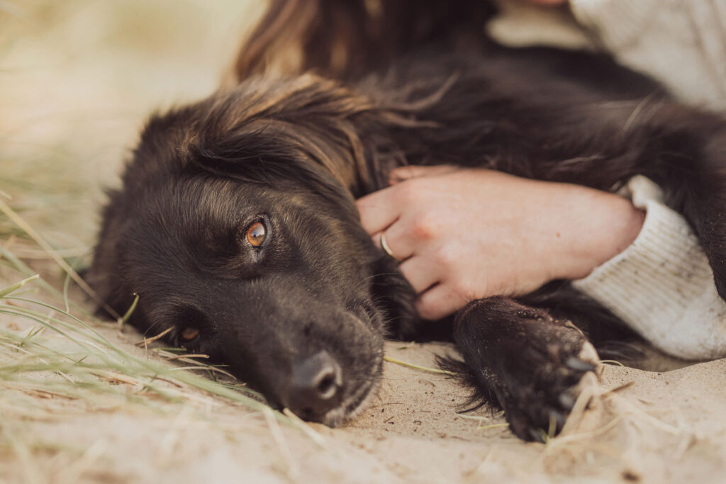 Fotoshooting mit Hund in Holland 13 Strandshooting mit Hund und Besitzerin – natürliche Hundefotos in Holland