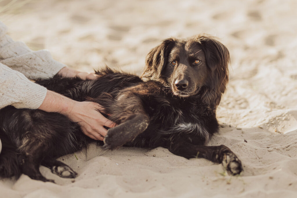Fotoshooting mit Hund in Holland 3 Verbindung zwischen Hund und Mensch beim Strandshooting in Holland