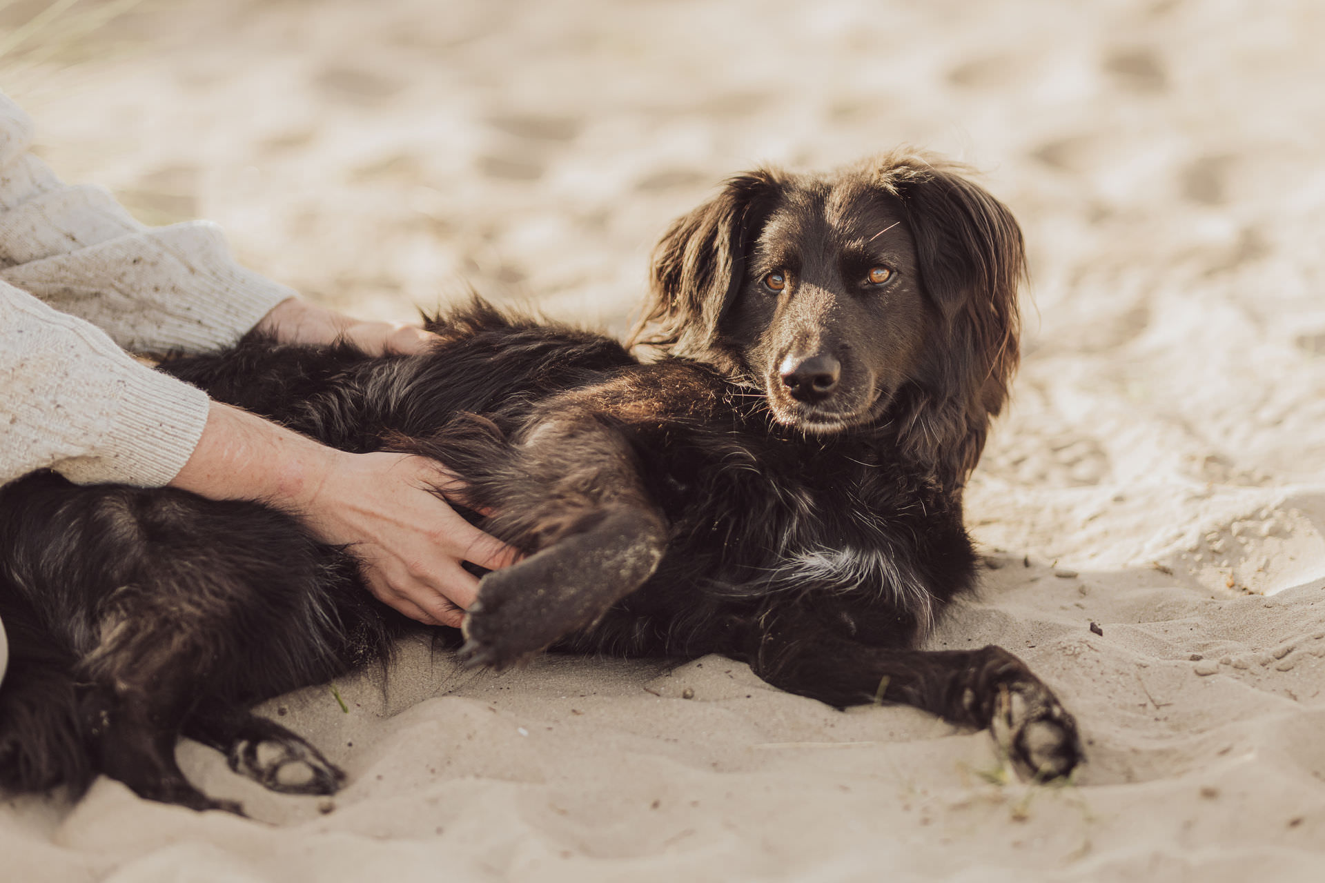 Verbindung zwischen Hund und Mensch beim Strandshooting in Holland