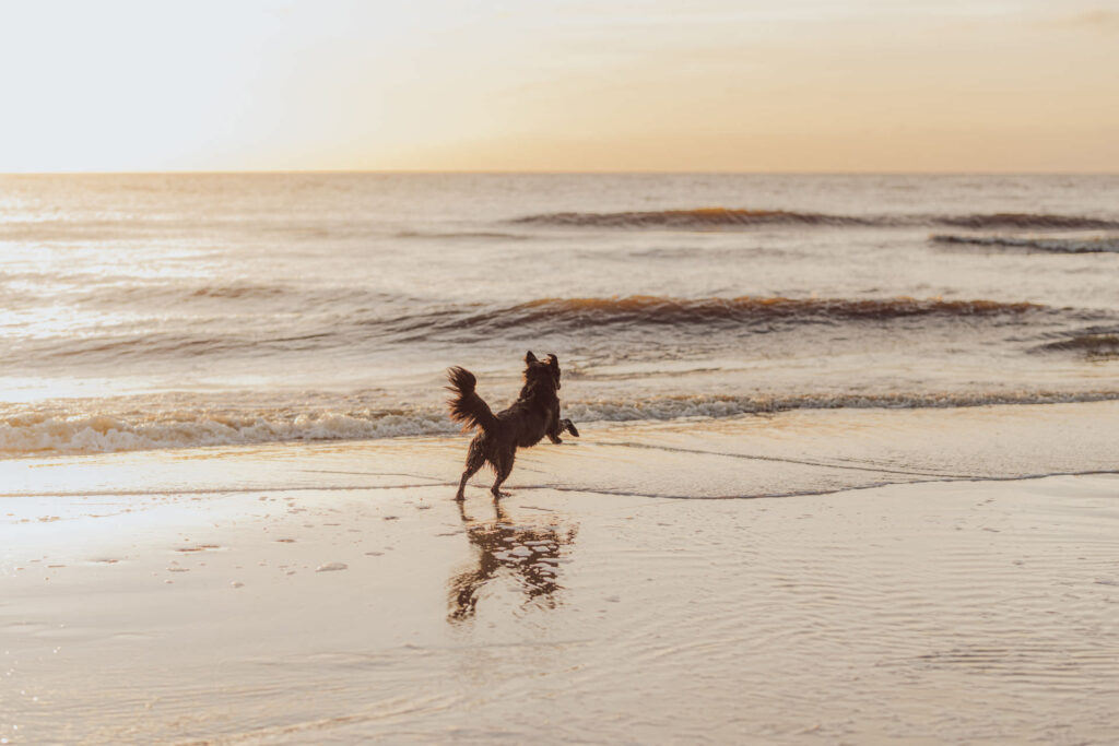 Fotoshooting mit Hund in Holland 16 Hund am Strand bei Sonnenuntergang in Holland – Fotoshooting in Zandvoort