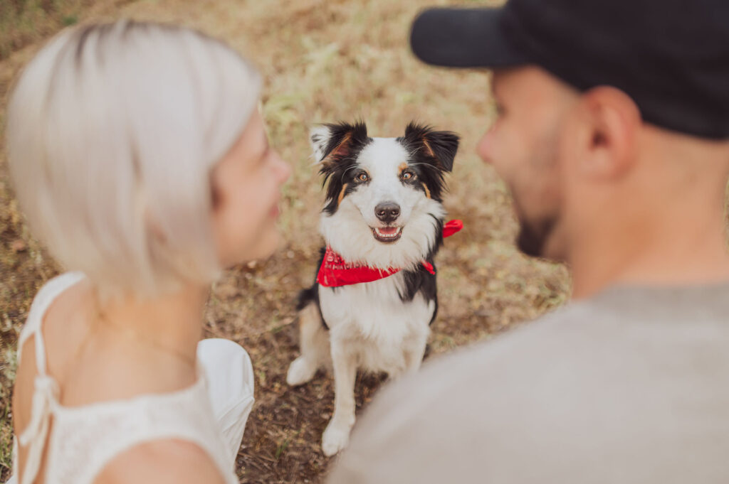 Fotoshooting mit Hund Frankfurt 4 Paarshooting mit Hund bei Sonnenuntergang – Shila voller Lebensfreude