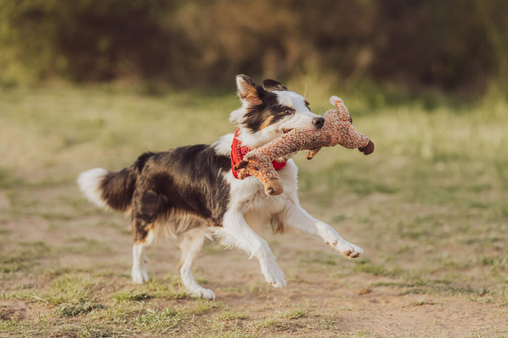 Fotoshooting mit Hund Frankfurt 5 Australian Shepherd läuft durch hohes Gras – emotionale Hundebilder