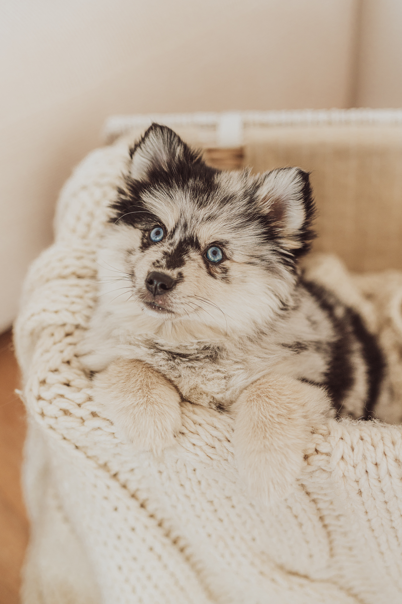 Welpen-Shooting-Fotoshooting-mit-Hund-Hundefotograf-Rostock-Berlin-Hamburg-2 Pomsky Fotoshooting mit Hund Welpe