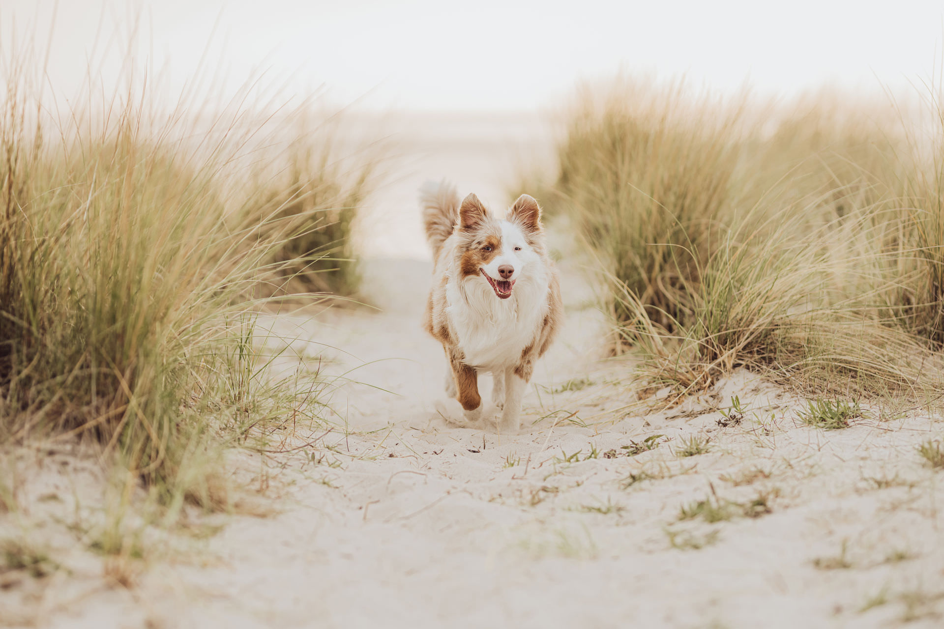 Mini Aussie Porträt am Meer – Hundefotografie Ostsee
