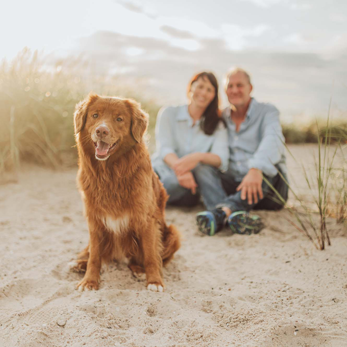 Fotoshooting mit Toller in Laboe - Hundefotograf für Ostsee Urlaub mit Hund