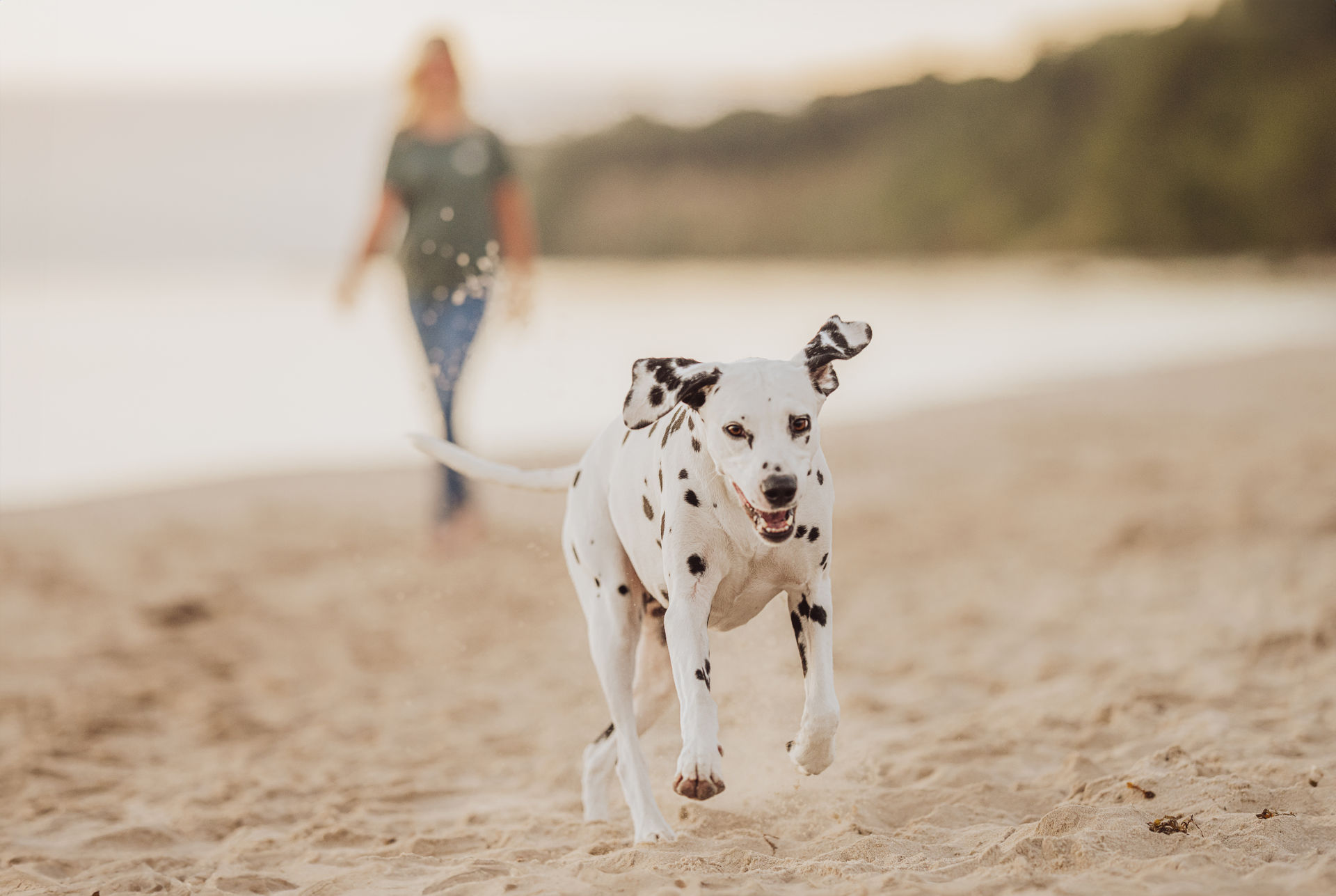 Hund tobt durch die Wellen auf Rügen bei einem Sommershooting an der Ostsee Hund tobt durch die Wellen auf Rügen bei einem Sommershooting an der Ostsee