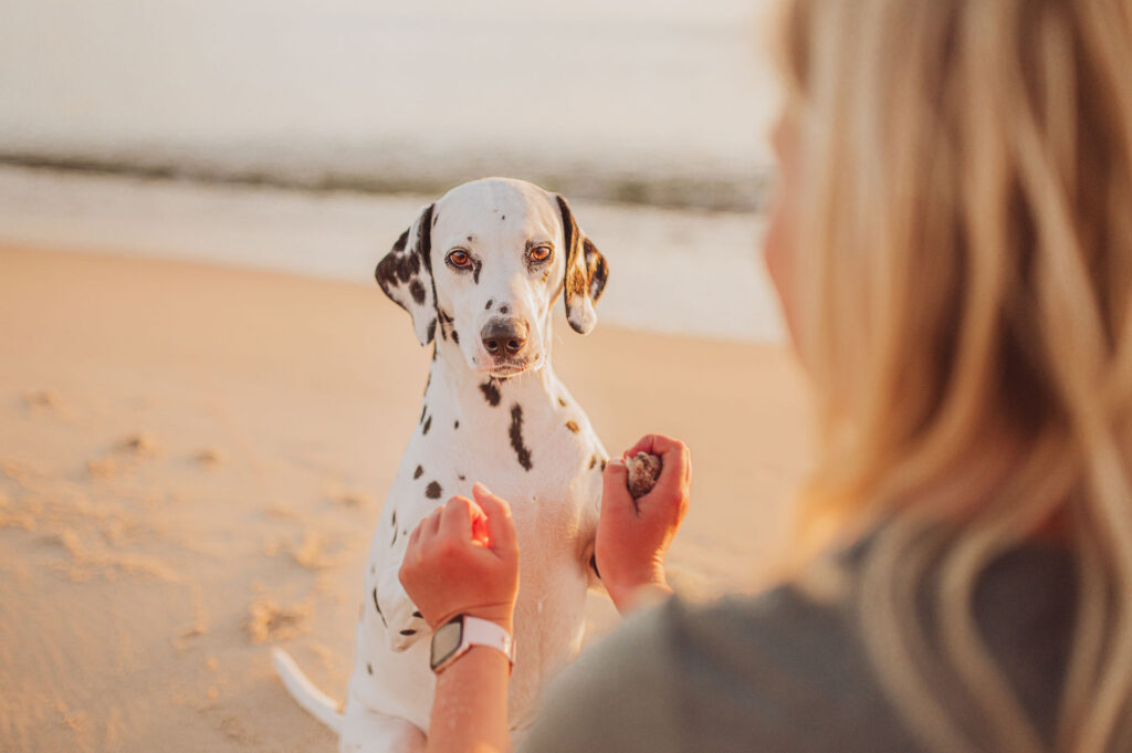 Hund im Sonnenaufgang am Ostseestrand – Göhren mit Dalmatiner