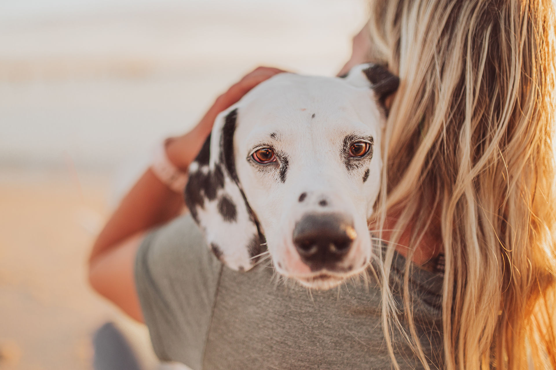 Emotionale Hundefotografie Rügen – Dalmatiner am Wasser<br />
