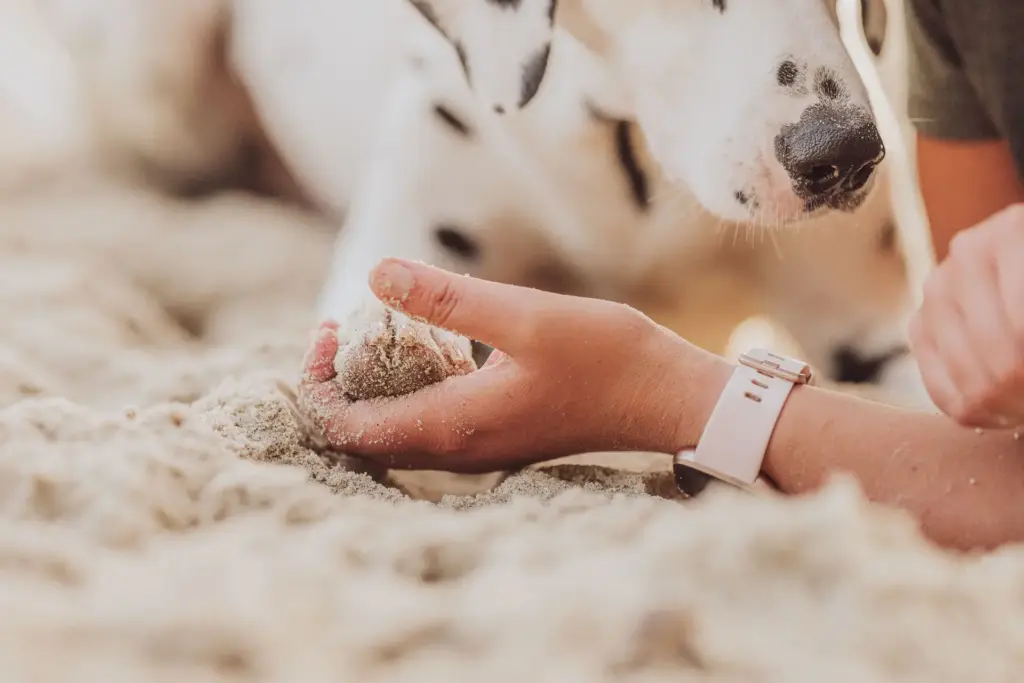 Hundefotografie Rügen – Dalmatiner beim Fotoshooting am Meer