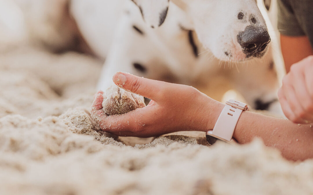 Was kostet ein Fotoshooting mit Hund?